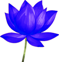 soil-2-soul-expedition-Blue-lotus-flowers