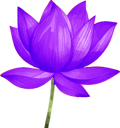 soil-2-soul-expedition-Purple-lotus-flowers