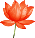 soil-2-soul-expedition-Red-lotus-flowers